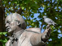 Columba llivia 14, Stadsduif, Saxifraga-Luc Hoogenstein