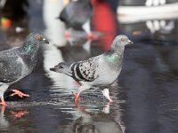 Columba llivia 19, Stadsduif, Saxifraga-Luc Hoogenstein