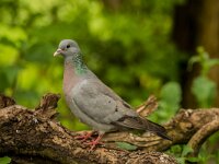 Columba oenas 19, Holenduif, adult, Saxifraga-Theo Verstrael