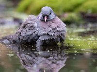 Columba oenas 31, Holenduif, Saxifraga-Luuk Vermeer