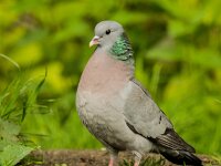 Columba oenas 40, Holenduif, adult, Saxifraga-Theo Verstrael