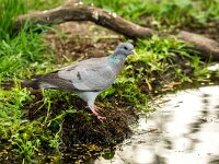 Columba oenas 41, Holenduif, adult, Saxifraga-Theo Verstrael