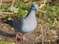 Columba oenas 14, Holenduif, Saxifraga-Jan Nijendijk