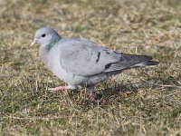 Columba oenas 16, Holenduif, Saxifraga-Peter Meininger