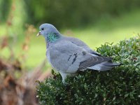 Columba oenas 17, Holenduif, Saxifraga-Henk Baptist