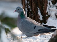 Columba oenas 22, Holenduif, Saxifraga-Luuk Vermeer