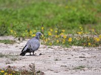 Columba oenas 37, Holenduif, Saxifraga-Tom Heijnen