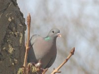 Columba oenas 5, Holenduif, Saxifraga-Jan van der Straaten