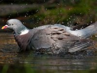 Columba palumbus 43, Houtduif, Saxifraga-Luuk Vermeer