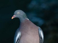 Columba palumbus 48, Houtduif, Saxifraga-Luuk Vermeer