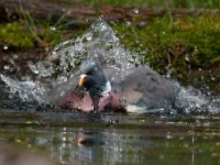 Columba palumbus 52, Houtduif, Saxifraga-Luuk Vermeer