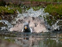 Columba palumbus 54, Houtduif, Saxifraga-Luuk Vermeer