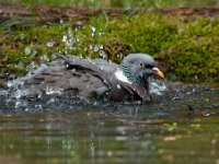 Columba palumbus 55, Houtduif, Saxifraga-Luuk Vermeer