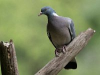 Columba palumbus 56, Houtduif, Saxifraga-Luuk Vermeer