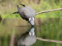 Columba palumbus 59, Houtduif, Saxifraga-Luuk Vermeer