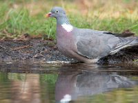 Columba palumbus 63, Houtduif, Saxifraga-Luuk Vermeer