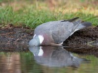 Columba palumbus 64, Houtduif, Saxifraga-Luuk Vermeer