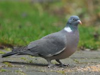 Columba palumbus 70, Houtduif, Saxifraga-Tom Heijnen