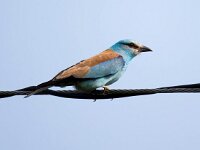 Coracias garrulus 21, Scharrelaar, Saxifraga-Bart Vastenhouw