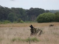 Corvus corax 46, Raaf, Saxifraga-Peter Meininger