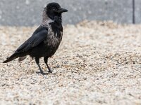 Corvus cornix 10, Bonte kraai, adult, Saxifraga-Theo Verstrael