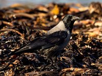 Corvus cornix 30, Bonte kraai, Saxifraga-Bart Vastenhouw