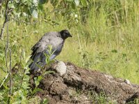 Corvus cornix 40, Bonte kraai, Saxifraga-Willem van Kruijsbergen
