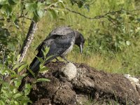 Corvus cornix 41, Bonte kraai, Saxifraga-Willem van Kruijsbergen