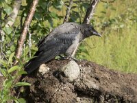 Corvus cornix 44, Bonte kraai, Saxifraga-Willem van Kruijsbergen