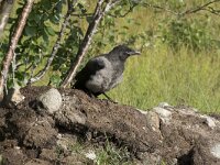 Corvus cornix 46, Bonte kraai, Saxifraga-Willem van Kruijsbergen
