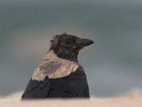 Corvus cornix 1, Bonte kraai, Saxifraga-Luc Hoogenstein