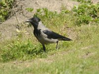 Corvus cornix 10, Bonte kraai, Saxifraga-Jan van der Straaten