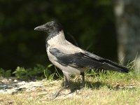 Corvus cornix 11, Bonte kraai, Saxifraga-Jan van der Straaten