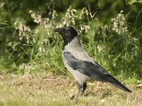 Corvus cornix 12, Bonte kraai, Saxifraga-Jan van der Straaten