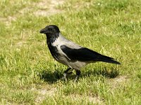 Corvus cornix 15, Bonte kraai, Saxifraga-Jan van der Straaten