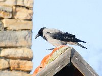 Corvus cornix 16, Bonte kraai, Saxifraga-Bart Vastenhouw