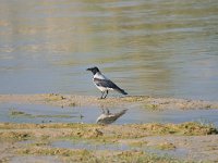 Corvus cornix 18, Bonte kraai, Saxifraga-Dirk Hilbers