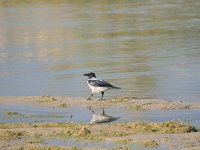 Corvus cornix 19, Bonte kraai, Saxifraga-Dirk Hilbers