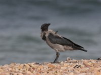 Corvus cornix 2, Bonte kraai, Saxifraga-Luc Hoogenstein