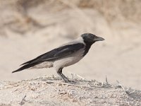 Corvus cornix 21, Bonte kraai, Saxifraga-Mark Zekhuis