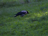 Corvus cornix 22, Bonte kraai, Saxifraga-Jan Nijendijk