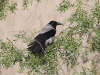 Corvus cornix 24, Bonte kraai, Saxifraga-Henk Baptist