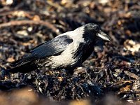 Corvus cornix 29, Bonte Kraai, Saxifraga-Bart Vastenhouw.jpg