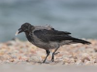 Corvus cornix 3, Bonte kraai, Saxifraga-Luc Hoogenstein