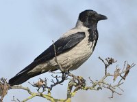 Corvus cornix 32, Bonte kraai, Saxifraga-Tom Heijnen