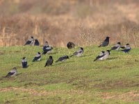 Corvus cornix 5, Bonte kraai, Saxifraga-Luc Hoogenstein : Groningen