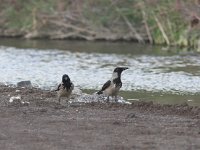 Corvus cornix 6, Bonte kraai, Saxifraga-Luc Hoogenstein