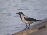 Corvus cornix 7, Bonte kraai, Saxifraga-Piet Munsterman