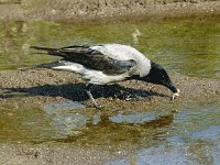 Corvus cornix 8, Bonte kraai, Saxifraga-Piet Munsterman