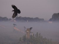 Corvus corone 38, Zwarte kraai, Saxifraga-Luuk Vermeer